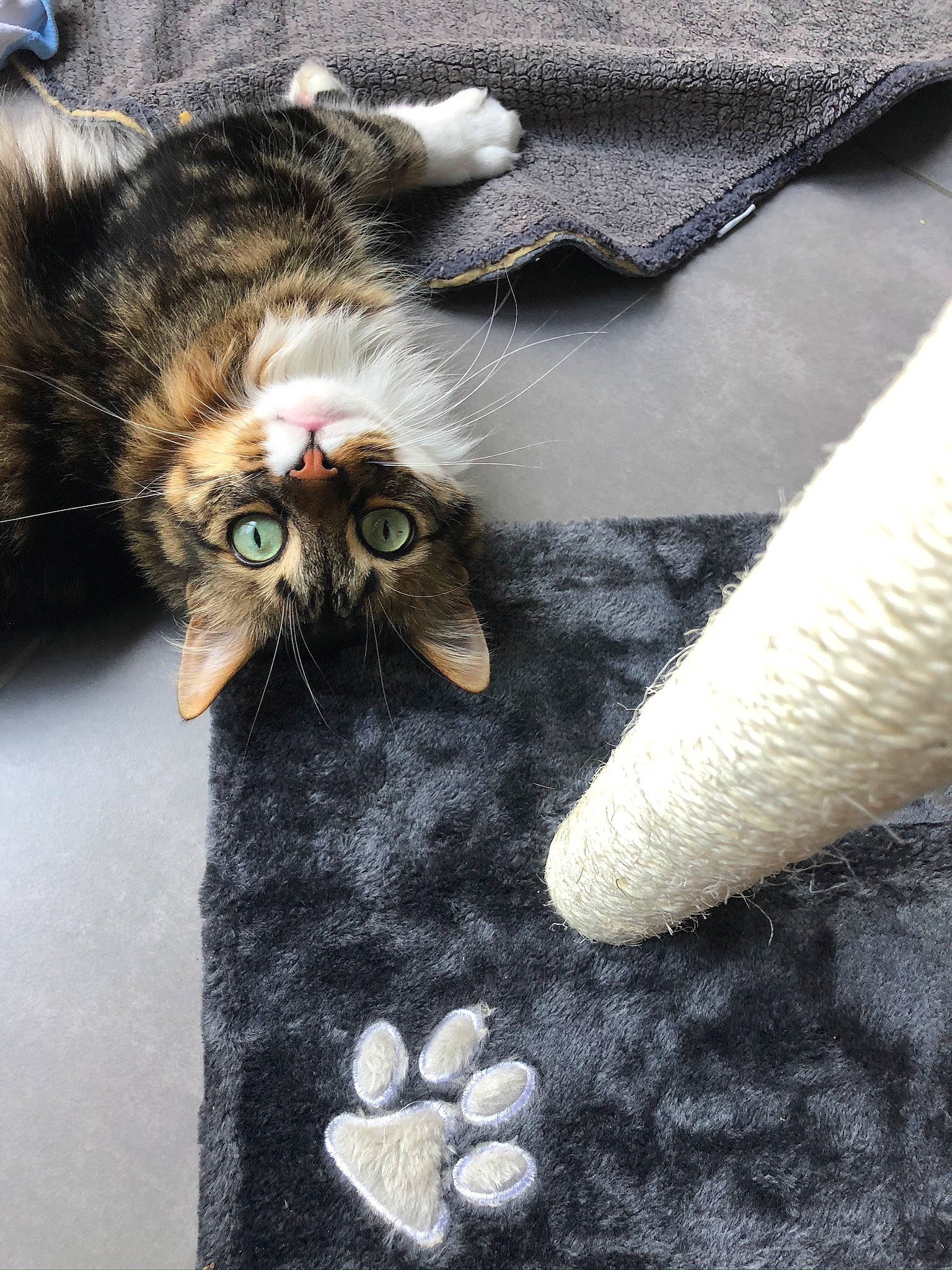 Lewis a rejoint le concours — aidez-le/la à gagner de superbes lots ! american_shorthair, asian, carnivore, cat, claw, domestic_short_haired_cat, european_shorthair, felidae, fur, kitten, norwegian_forest_cat, paw, polydactyl_cat, small_to_medium_sized_cats, tabby_cat, textile, whiskers