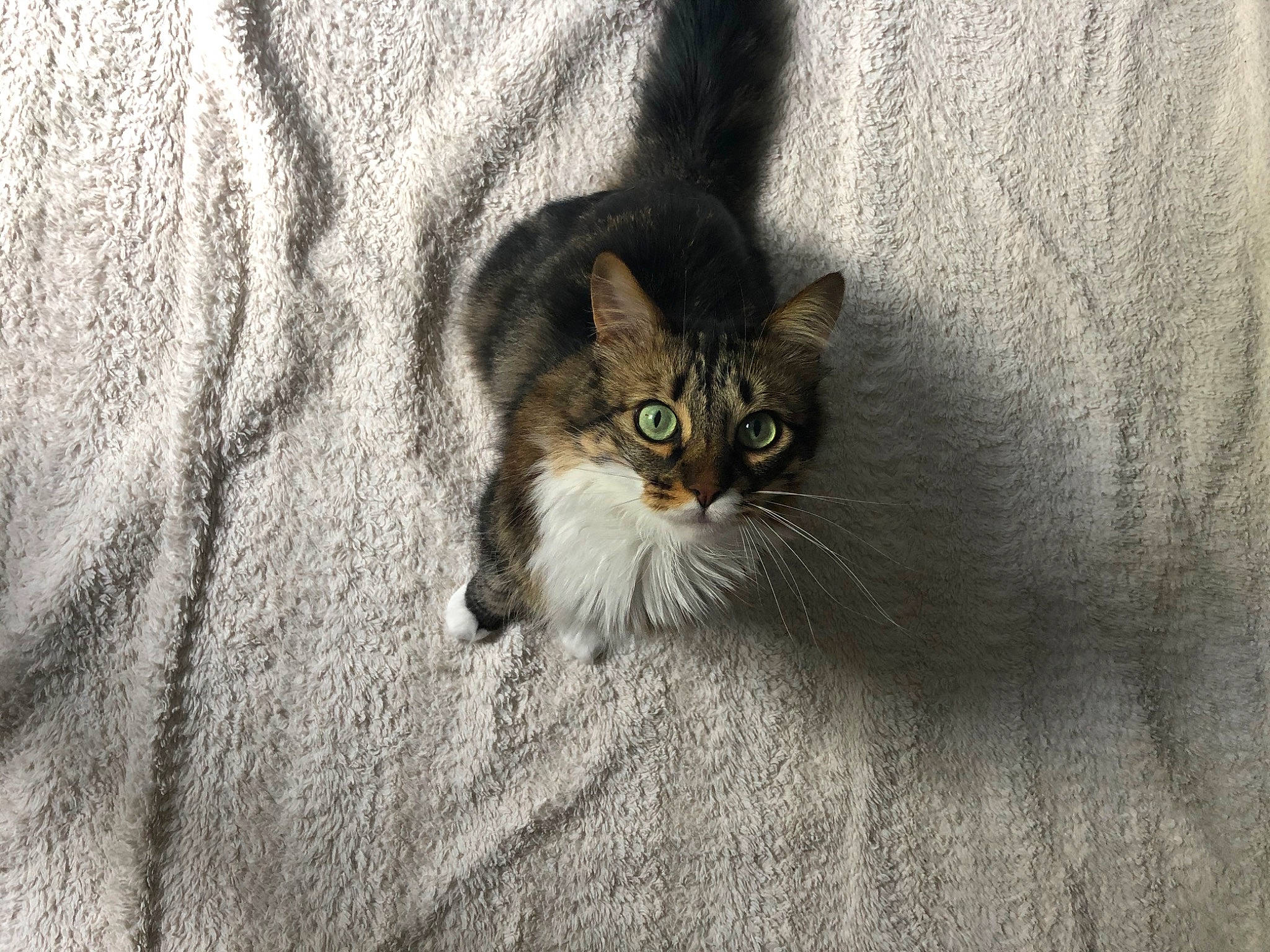 Lewis participe au concours pour gagner de l'argent avec cette photo : aegean_cat, american_wirehair, asian, british_semi_longhair, carnivore, cat, domestic_long_haired_cat, domestic_short_haired_cat, european_shorthair, eye, felidae, fur, kitten, mammal, norwegian_forest_cat, polydactyl_cat, siberian, small_to_medium_sized_cats, snout, whiskers