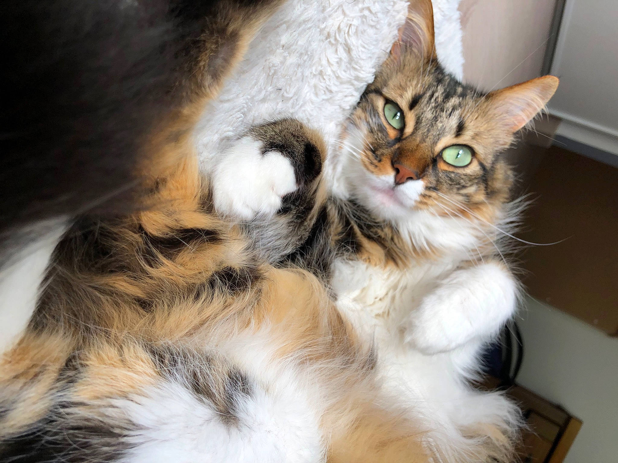 Lewis a rejoint le concours — aidez-le/la à gagner de superbes lots ! aegean_cat, american_wirehair, asian, carnivore, cat, domestic_long_haired_cat, ear, european_shorthair, eye, felidae, fur, kitten, maine_coon, mammal, norwegian_forest_cat, siberian, small_to_medium_sized_cats, tabby_cat, whiskers