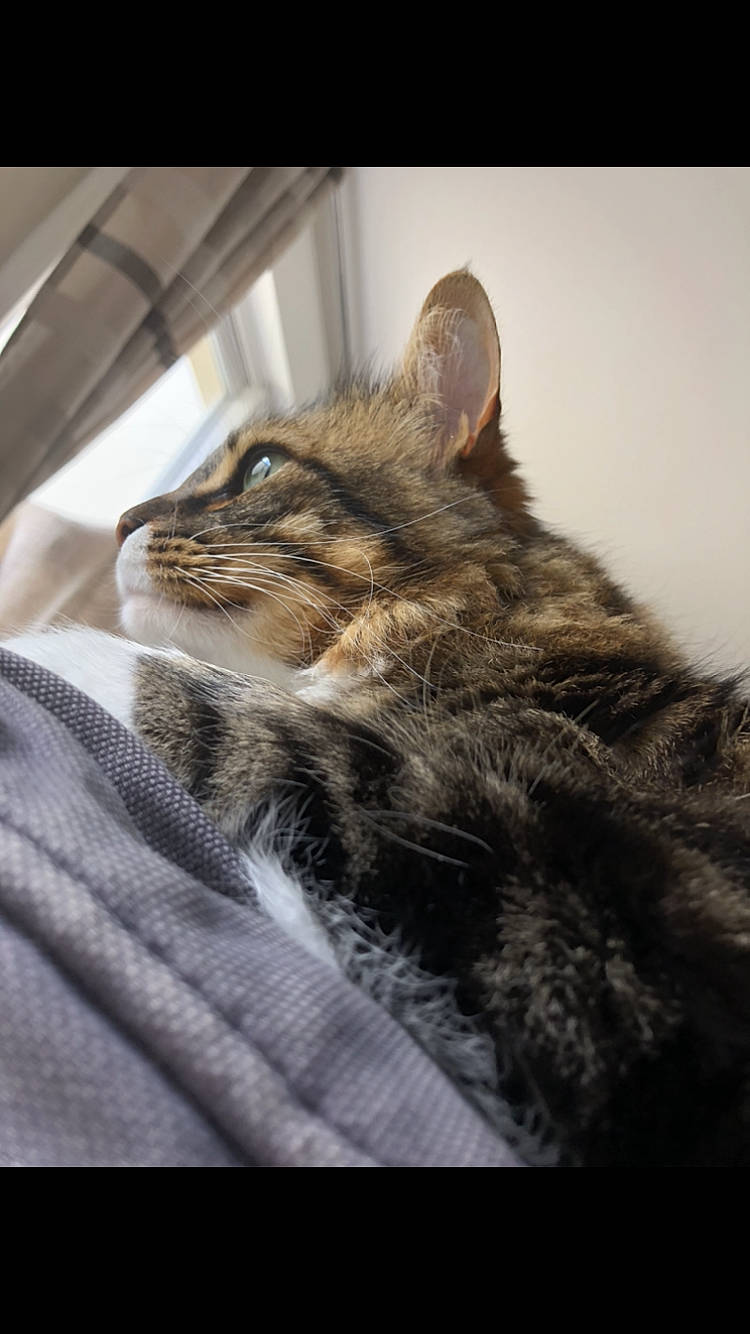 Lewis a rejoint le concours — aidez-le/la à gagner de superbes lots ! american_shorthair, asian, california_spangled, carnivore, cat, domestic_short_haired_cat, dragon_li, european_shorthair, felidae, fur, kitten, maine_coon, mammal, norwegian_forest_cat, pixie_bob, small_to_medium_sized_cats, snout, tabby_cat, whiskers, wild_cat