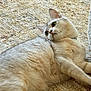 cat, pet, indoor, carpet, fluffy, portrait, lying_down, curious, whiskers, feline, beige, close_up, fur, ears, green_eyes, relaxed, home, domestic_animal, soft_texture, playful
