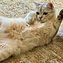 cat, feline, pet, fluffy, fur, white_fur, lying_down, belly, paws, whiskers, ear, close_up, portrait, indoor, carpet, rug, relaxed, cute, playful, home
