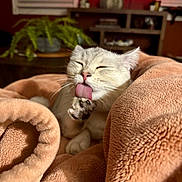 Gnocchi joined the competition — help win amazing prizes! cat, feline, licking, paw, blanket, cozy, indoor, living_room, tv_screen, fern, houseplant, furniture, pet, whiskers, pink_nose, soft_texture, grooming, close_up, portrait, adorable