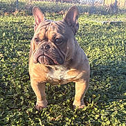 Juice is registered to the contest to win money with this photo: dog, french_bulldog, outdoor, grass, sunlight, pet, animal, canine, nature, mammal, standing, portrait, daylight, cute, ears, short_hair, stocky, muscular, expression, leaves