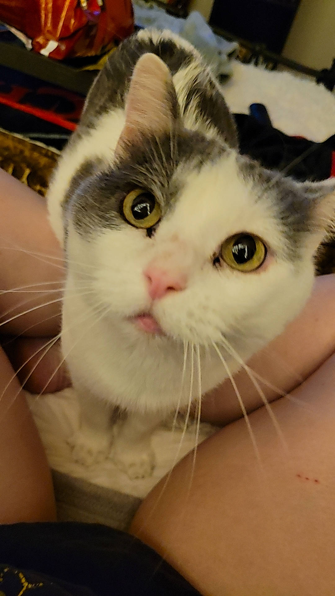 Chum is registered to the contest to win money with this photo: carnivore, cat, domestic_short_haired_cat, ear, eyelash, felidae, fur, photo_caption, small_to_medium_sized_cats, snout, whiskers