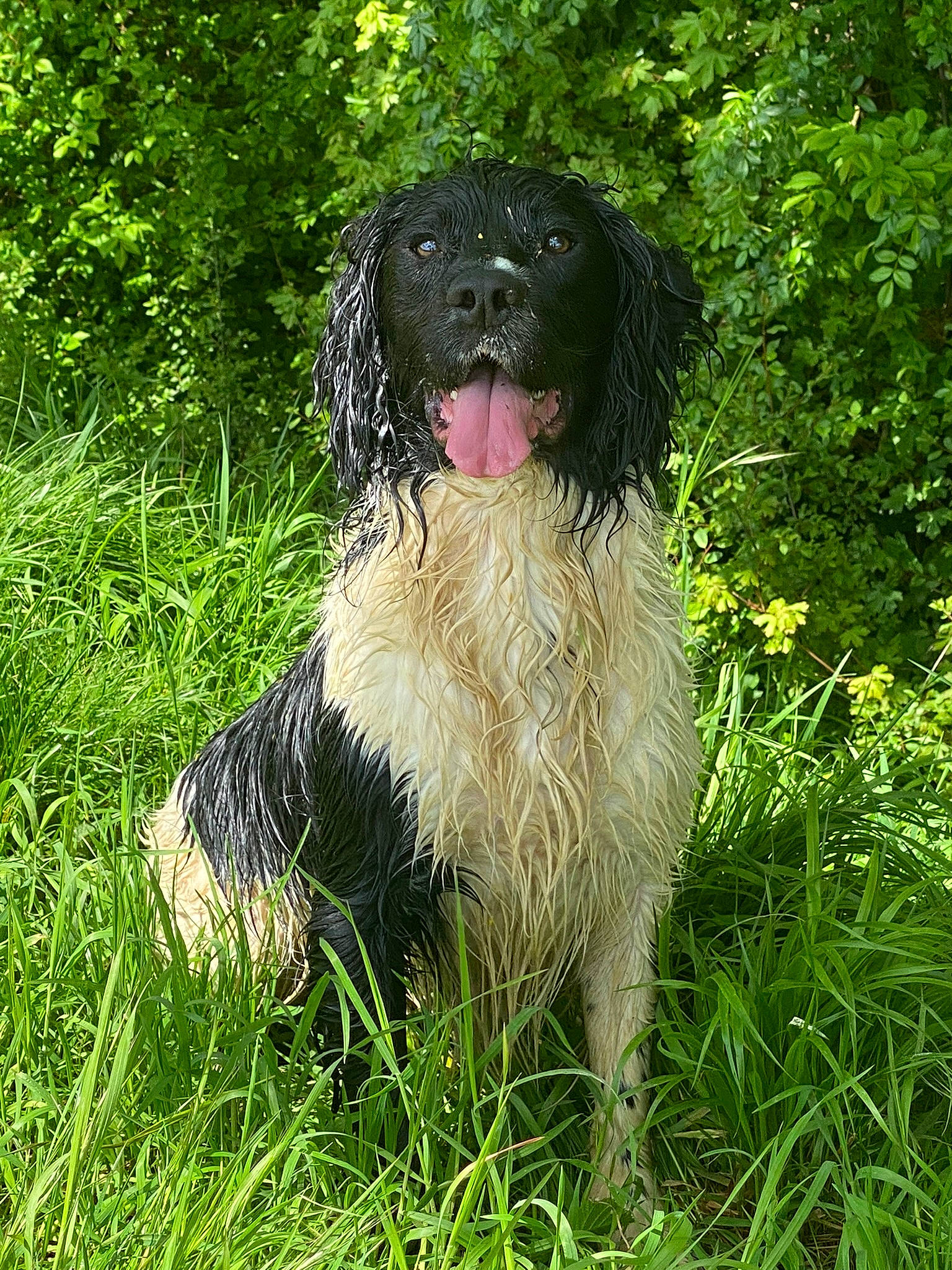 Bracken joined the competition — help win amazing prizes! canidae, carnivore, companion_dog, dog, dog_breed, fur, grass, gun_dog, liver, plant, shrub, snout, spaniel, sporting_group, tail, terrestrial_animal, tree, water_dog, working_animal, working_dog