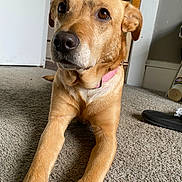 Angel joined the competition — help win amazing prizes! dog, golden_brown, collar, pink_collar, carpet, indoor, pet, canine, lying_down, front_legs, ears, snout, brown_eyes, household, door, slipper, floor, room, animal, domestic