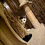Odysseus joined the competition — help win amazing prizes! cat, cat_tree, scratching_post, indoor, wooden_wall, curious, black_and_white, pet, animal, feline, playful, cozy, fur, ears, whiskers, paw, home, cute, peeking, scratched