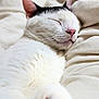 Odysseus joined the competition — help win amazing prizes! cat, sleeping, white_fur, black_markings, close_up, pet, animal, whiskers, nose, paw, bed, blanket, cozy, relaxation, indoor, feline, cute, peaceful, soft_texture, resting