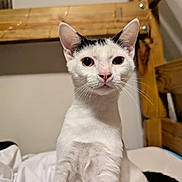 Odysseus joined the competition — help win amazing prizes! cat, white_cat, black_markings, pet, indoor, bed, blanket, wooden_furniture, curious, animal, whiskers, ears, nose, fur, closeup, portrait, sitting, looking, cute, domestic_cat
