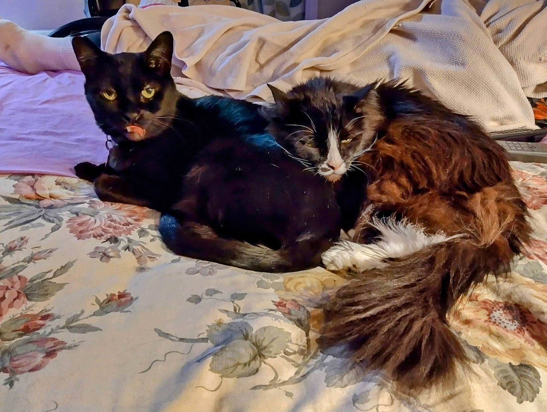 Little Man is registered to the contest to win money with this photo: abyssinian, animal, bed, bedroom, blackcat, blanket, cat, couch, cushion, furniture, hardwood, homedecor, indoors, kitten, linen, manx, pet, quilt, room, wood