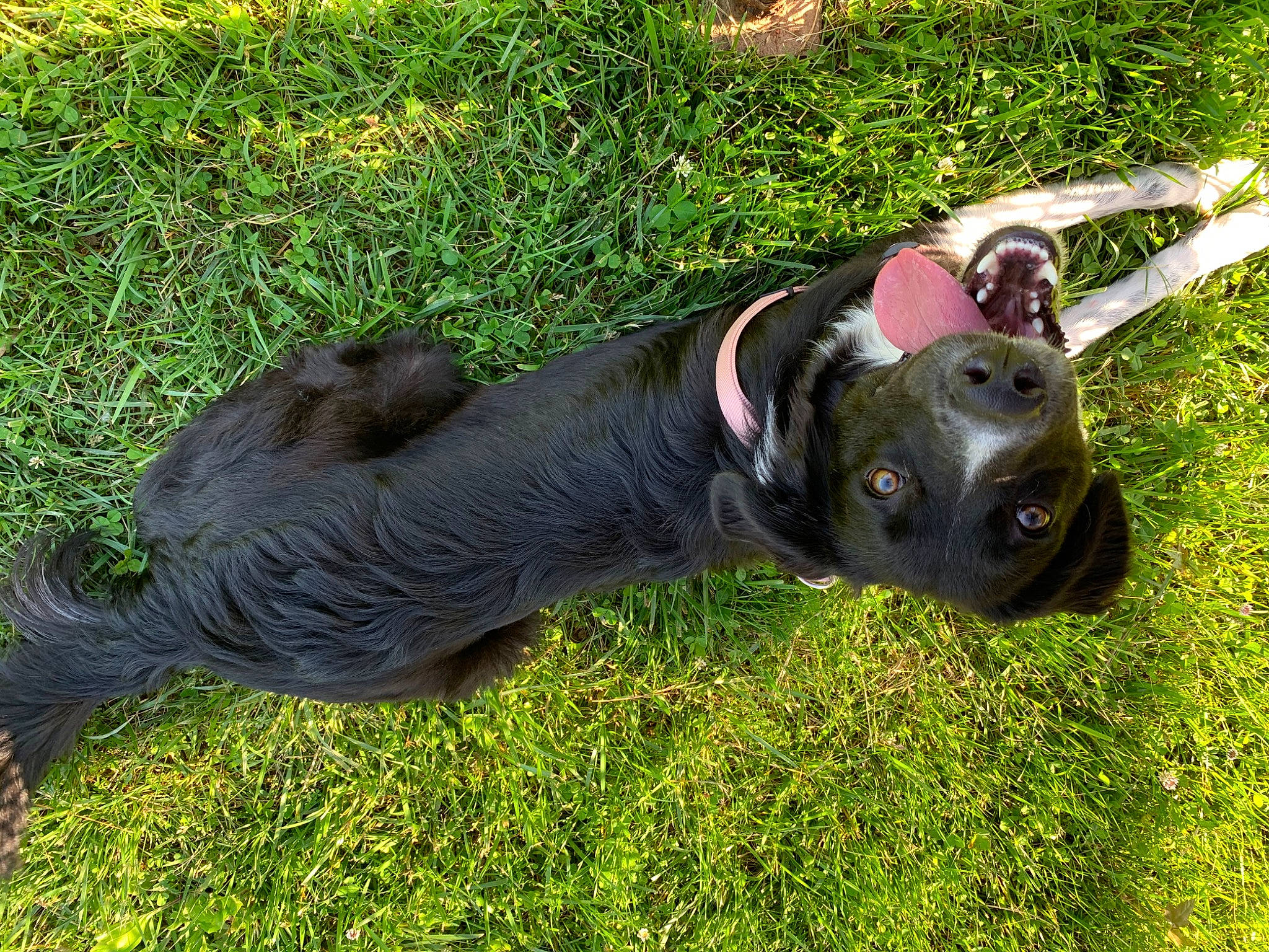 Molly Ava joined the competition — help win amazing prizes! american_pit_bull_terrier, american_staffordshire_terrier, canidae, carnivore, companion_dog, dog, dog_breed, dog_collar, fawn, grass, lawn, non_sporting_group, pit_bull, plant, puppy, snout, sporting_group, staffordshire_bull_terrier