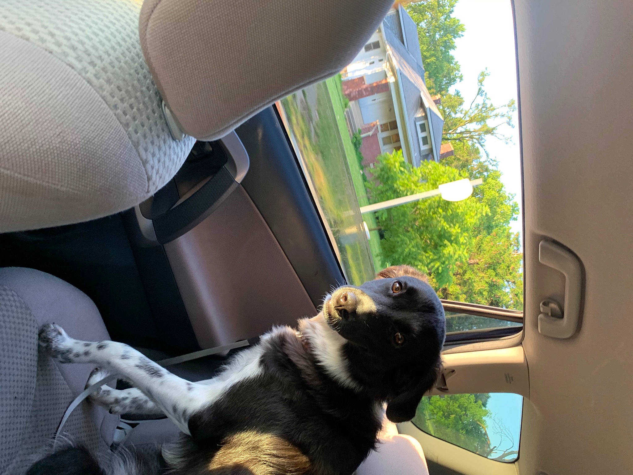 Molly Ava is registered to the contest to win money with this photo: canidae, carnivore, cat, felidae, small_to_medium_sized_cats, tail, whiskers, window