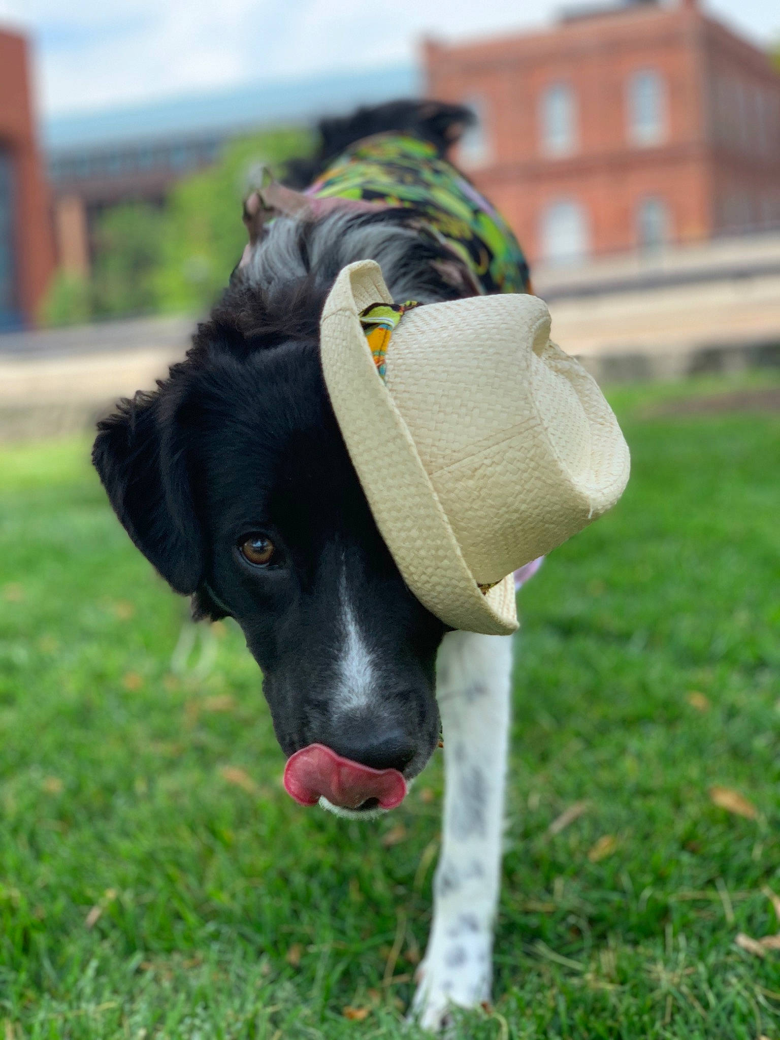 Molly Ava is registered to the contest to win money with this photo: borador, border_collie, canidae, carnivore, collar, companion_dog, dog, dog_breed, dog_collar, ear, grass, leash, obedience_training, snout, sporting_group, stabyhoun