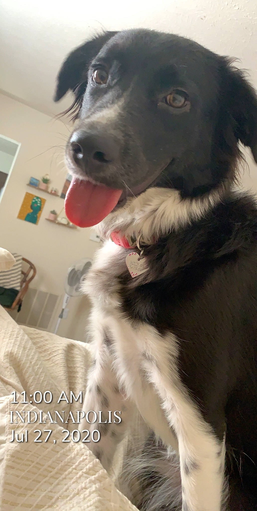 Molly Ava is registered to the contest to win money with this photo: borador, border_collie, canidae, carnivore, dog, dog_breed, fur, mammal, rare_breed_dog, snout, sporting_group, stabyhoun, vertebrate