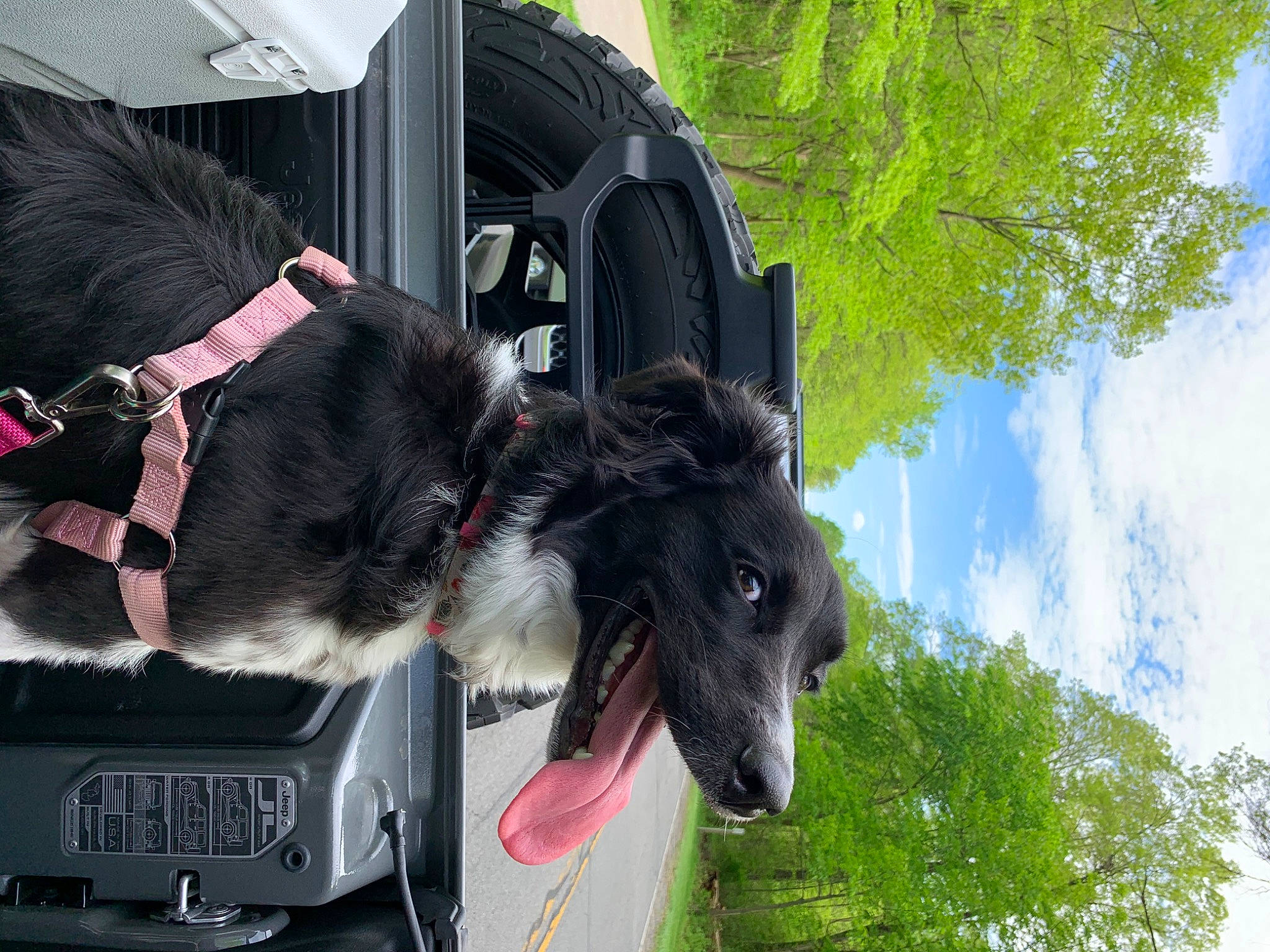 Molly Ava joined the competition — help win amazing prizes! borzoi, canidae, carnivore, dog, dog_breed, groenendael, sighthound, snout, sporting_group