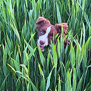 Zoe a rejoint le concours — aidez-le/la à gagner de superbes lots ! dog, grass, greenery, nature, field, outdoor, pet, animal, happy, playful, tongue_out, brown_and_white, ears, face, plants, summer, daylight, closeup, cute, curious