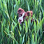 dog, grass, greenery, nature, field, outdoor, pet, animal, happy, playful, tongue_out, brown_and_white, ears, face, plants, summer, daylight, closeup, cute, curious