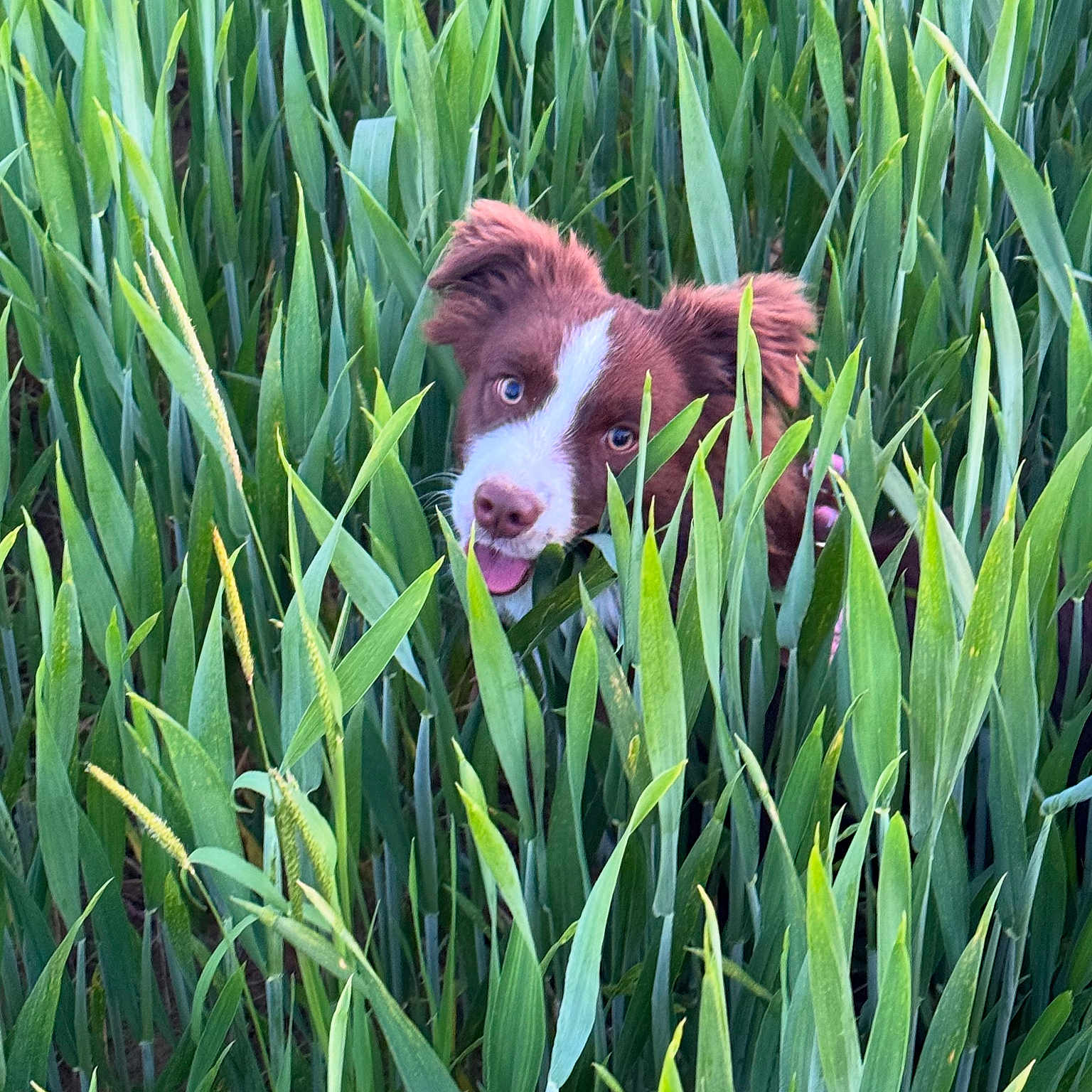 Zoe a rejoint le concours — aidez-le/la à gagner de superbes lots ! animal, brown_and_white, closeup, curious, cute, daylight, dog, ears, face, field, grass, greenery, happy, nature, outdoor, pet, plants, playful, summer, tongue_out