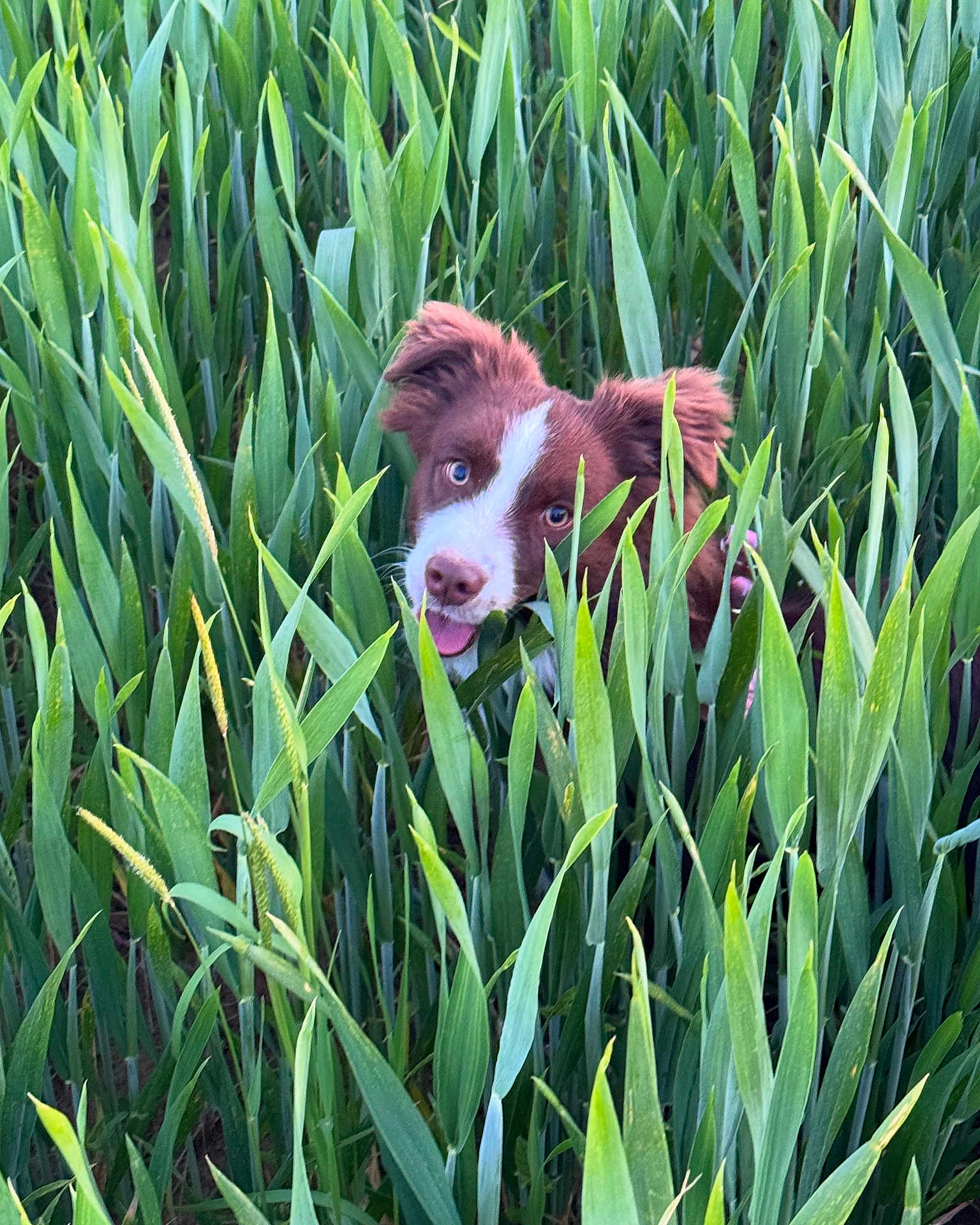 Zoe a rejoint le concours — aidez-le/la à gagner de superbes lots ! dog, grass, greenery, nature, field, outdoor, pet, animal, happy, playful, tongue_out, brown_and_white, ears, face, plants, summer, daylight, closeup, cute, curious