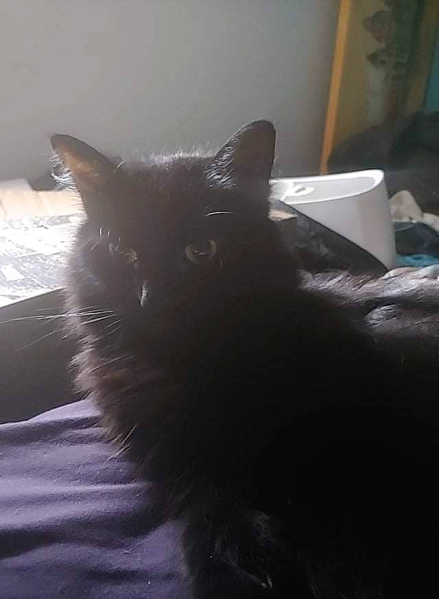 Princess joined the competition — help win amazing prizes! black_cat, carnivore, cat, comfort, darkness, domestic_short_haired_cat, felidae, flooring, fur, grey, monochrome, monochrome_photography, paw, shadow, small_to_medium_sized_cats, snout, tail, tints_and_shades, whiskers, window