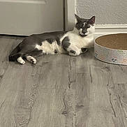 Loki is registered to the contest to win money with this photo: cat, grey_and_white, lounging, wooden_floor, scratching_pad, indoor, relaxed, pet, animal, flooring, door, wall, domestic, feline, resting, cute, household, comfortable, fur, whiskers