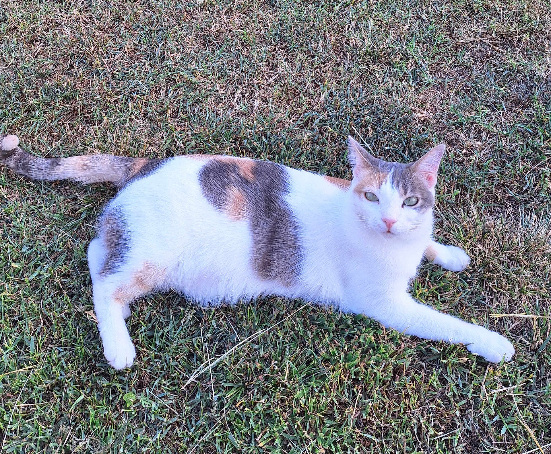 Tina a rejoint le concours — aidez-le/la à gagner de superbes lots ! cat, calico, grass, animal, pet, outdoor, feline, laying, relaxed, nature, fur, whiskers, ears, tail, mammal, cute, domestic_animal, resting, calm, eyes