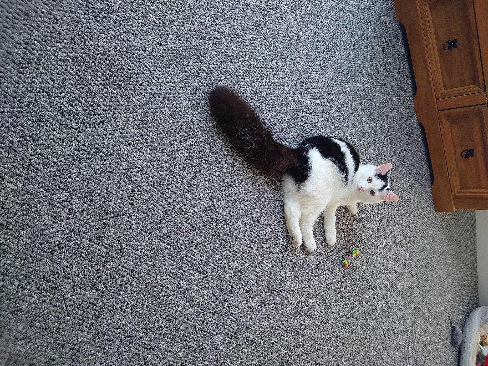 Pua is registered to the contest to win money with this photo: asphalt, cabinetry, canidae, carnivore, cat, companion_dog, dog_breed, domestic_short_haired_cat, door, felidae, floor, flooring, fur, grey, road_surface, small_to_medium_sized_cats, snout, tail, whiskers, wood