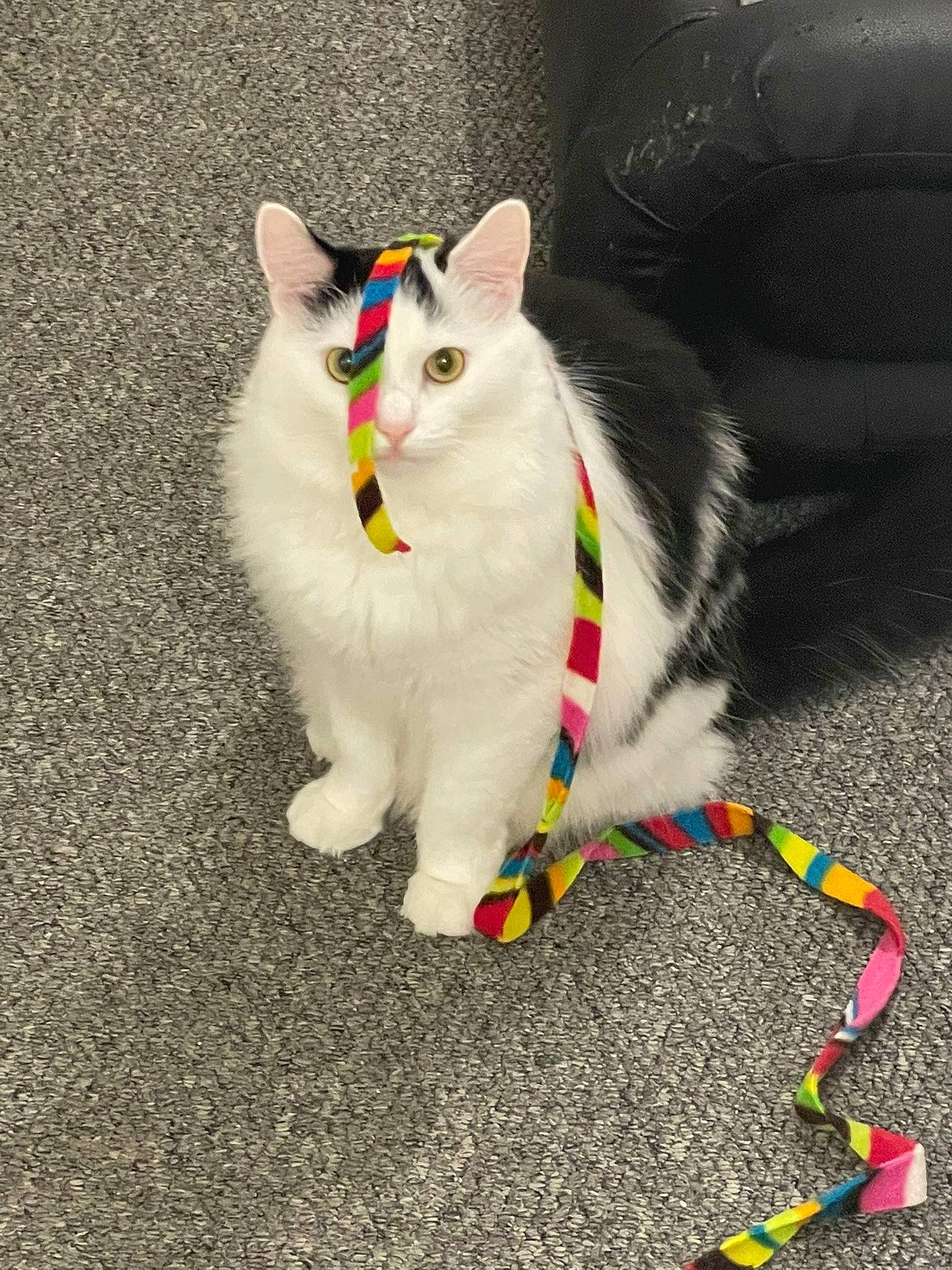 Pua joined the competition — help win amazing prizes! art, carnivore, cat, cat_toy, domestic_short_haired_cat, felidae, foot, fur, grey, paw, small_to_medium_sized_cats, snout, tail, whiskers