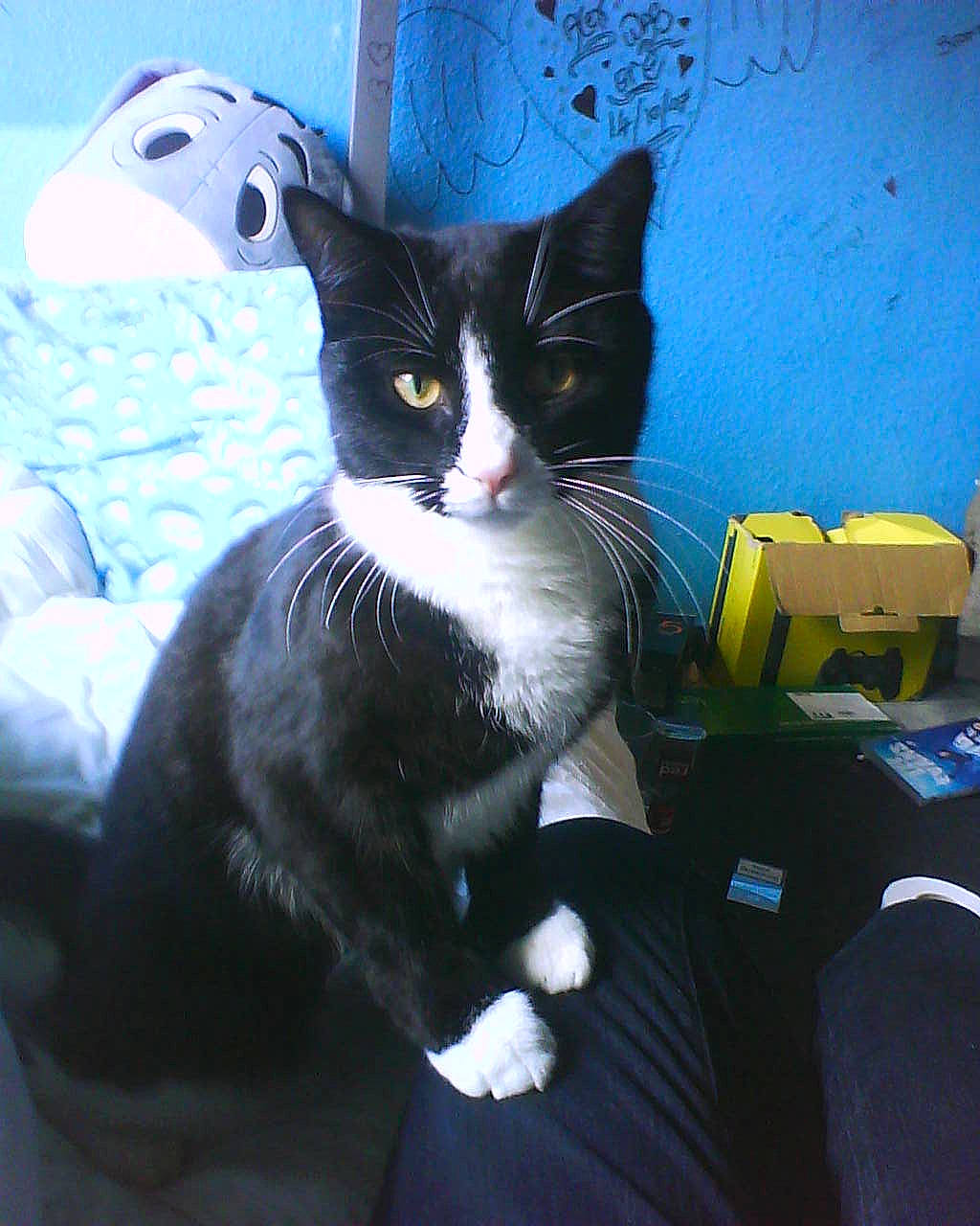 Berlioz joined the competition — help win amazing prizes! bag, black_cat, box, carnivore, cat, comfort, domestic_short_haired_cat, electric_blue, felidae, formal_wear, fur, lap, linens, room, shipping_box, sitting, small_to_medium_sized_cats, snout, tail, whiskers