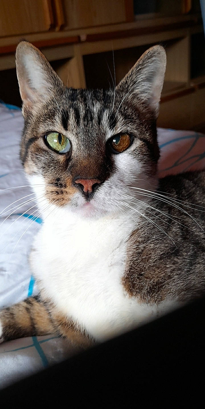 Juno a rejoint le concours — aidez-le/la à gagner de superbes lots ! box, carnivore, cat, collar, domestic_short_haired_cat, felidae, fur, iris, pet_supply, small_to_medium_sized_cats, snout, tree, whiskers