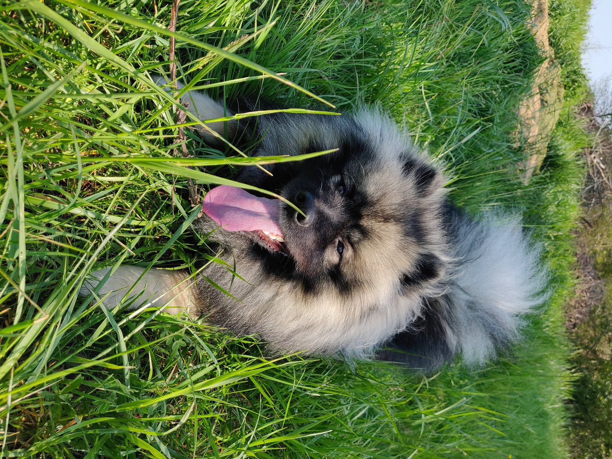 Oslo participe au concours pour gagner de l'argent avec cette photo : carnivore, cat, felidae, fur, grass, plant, small_to_medium_sized_cats, whiskers