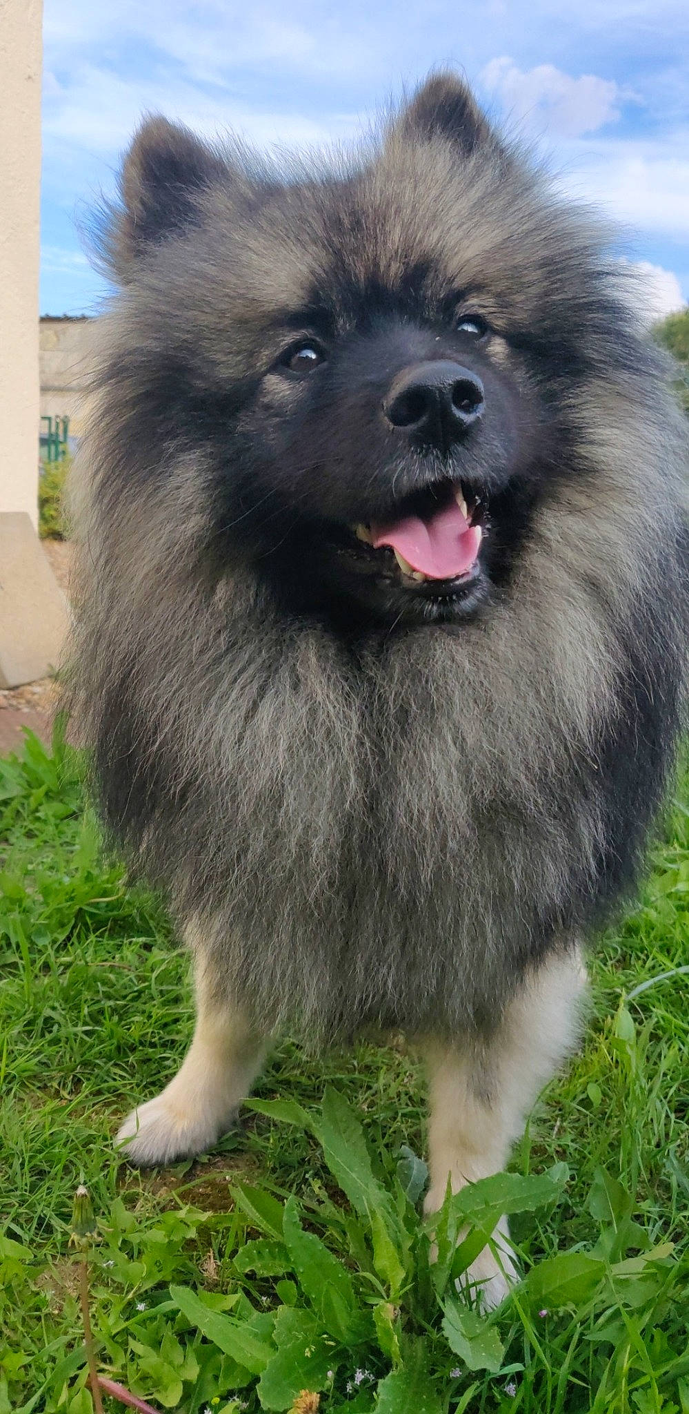 Oslo a rejoint le concours — aidez-le/la à gagner de superbes lots ! ancient_dog_breeds, canidae, carnivore, companion_dog, dog, dog_breed, eurasier, german_spitz, german_spitz_klein, german_spitz_mittel, keeshond, mammal, non_sporting_group, spitz, vertebrate