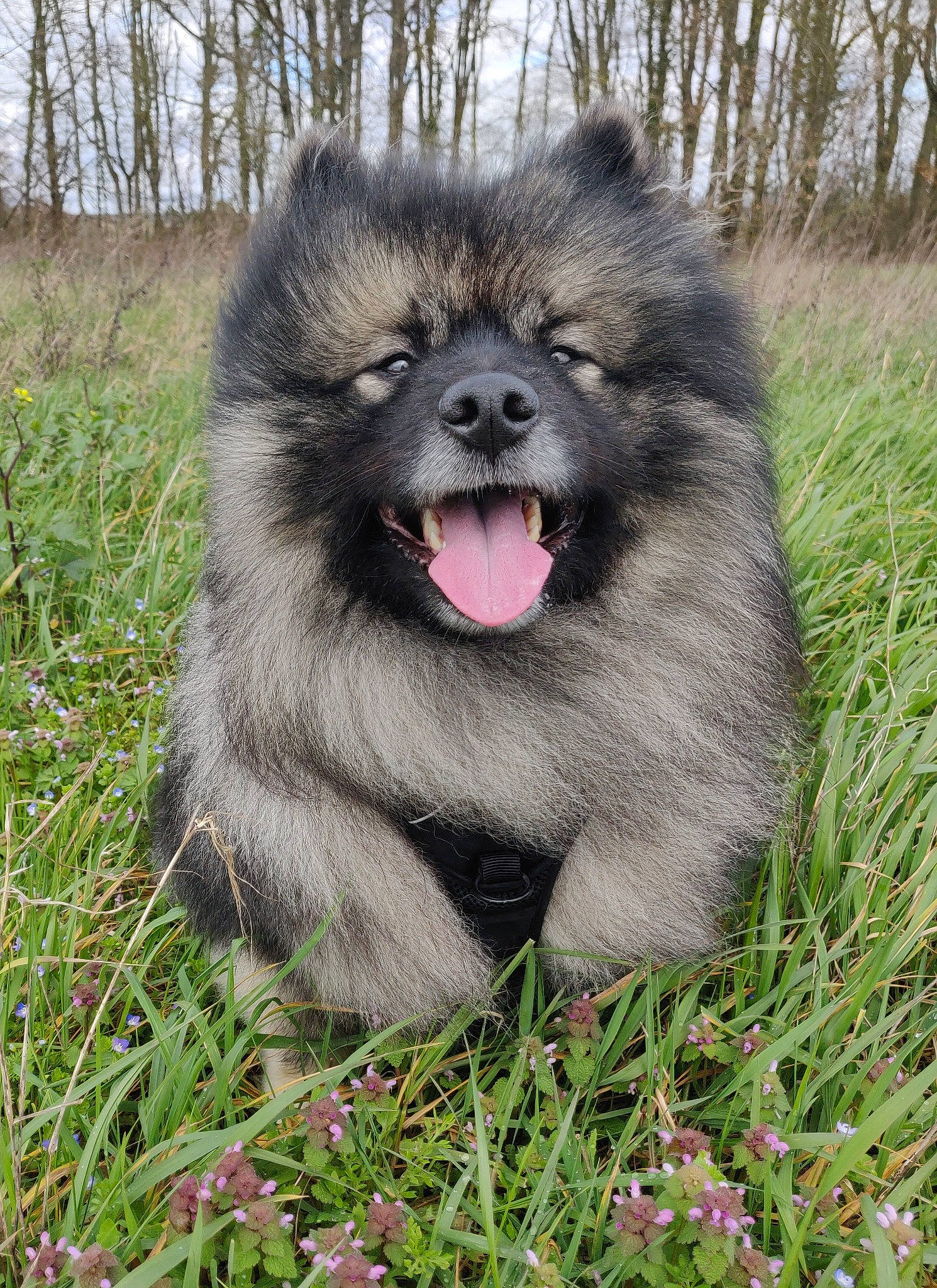 Oslo a rejoint le concours — aidez-le/la à gagner de superbes lots ! ancient_dog_breeds, canidae, carnivore, companion_dog, dog, dog_breed, eurasier, german_spitz, german_spitz_klein, german_spitz_mittel, keeshond, mammal, non_sporting_group, spitz, vertebrate