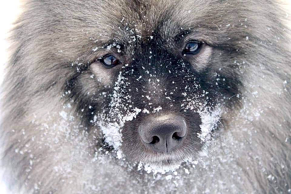 Oslo a rejoint le concours — aidez-le/la à gagner de superbes lots ! ancient_dog_breeds, canadian_eskimo_dog, canidae, carnivore, caucasian_shepherd_dog, close_up, dog, dog_breed, eurasier, greenland_dog, keeshond, mammal, non_sporting_group, norwegian_elkhound, nose, sarplaninac, snout, vertebrate