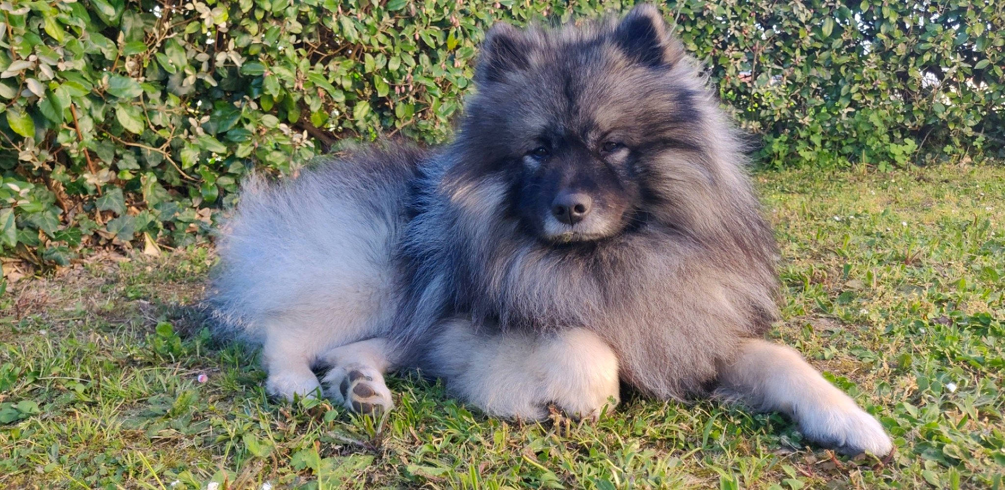 Oslo participe au concours pour gagner de l'argent avec cette photo : ancient_dog_breeds, canidae, carnivore, companion_dog, dog, dog_breed, eurasier, german_spitz, german_spitz_klein, german_spitz_mittel, keeshond, mammal, non_sporting_group, pomeranian, spitz, vertebrate