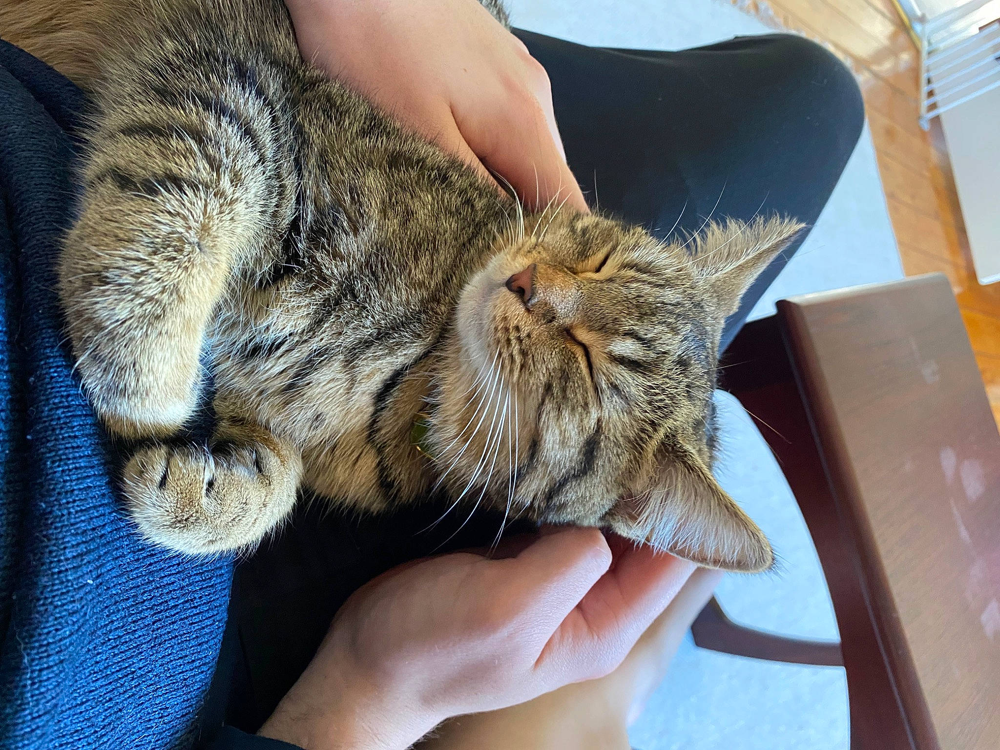 Franny joined the competition — help win amazing prizes! carnivore, cat, claw, comfort, domestic_short_haired_cat, felidae, finger, fur, gesture, grass, nail, nap, paw, sleep, small_to_medium_sized_cats, snout, terrestrial_animal, whiskers