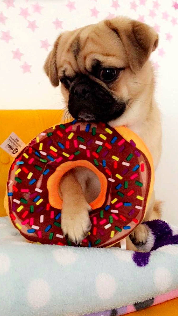 Killer a rejoint le concours — aidez-le/la à gagner de superbes lots ! ancient_dog_breeds, canidae, carnivore, companion_dog, dog, dog_breed, dog_clothes, dog_supply, fawn, mammal, pug, puppy, puppy_love, shih_tzu, snout, toy_dog