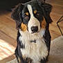 animal, bernese_mountain_dog, black, brown, carpet, collar, cute, dog, ears, eyes, floor, fur, house, indoor, nose, pet, portrait, puppy, sitting, white