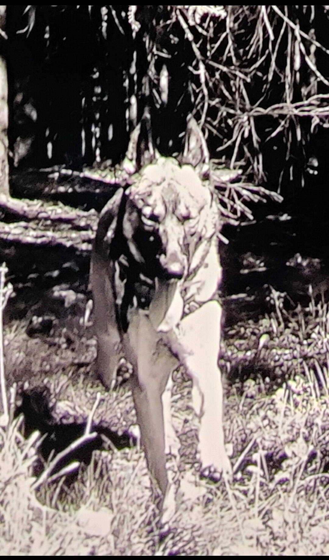 Gamin a rejoint le concours — aidez-le/la à gagner de superbes lots ! carnivore, dog, dog_breed, fawn, forest, grass, happy, human_leg, monochrome, monochrome_photography, organism, people_in_nature, plant, sporting_group, terrestrial_animal, tree, trunk, vintage_clothing, wood, woodland