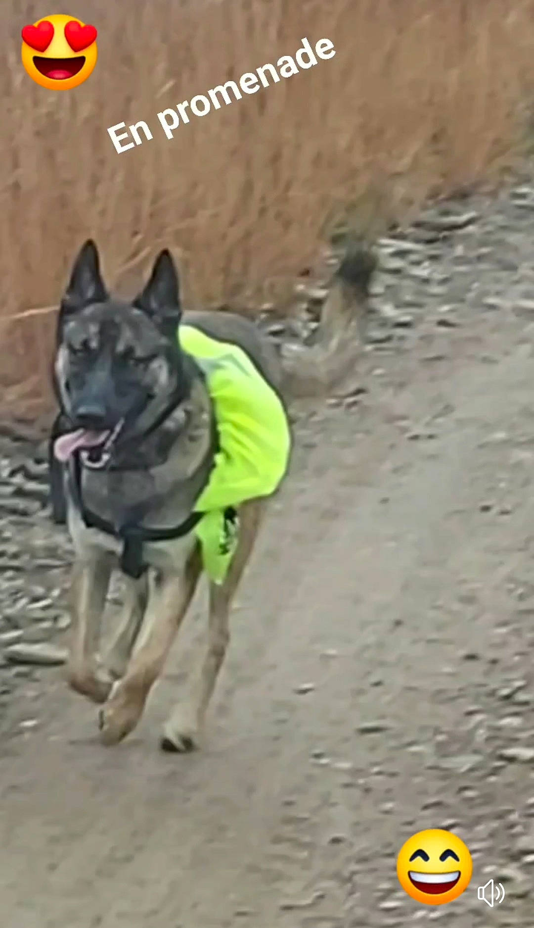 Gamin participe au concours pour gagner de l'argent avec cette photo : canidae, carnivore, dog, dog_breed, dog_supply, landscape, leash, logo, recreation, sporting_group, working_animal, working_dog