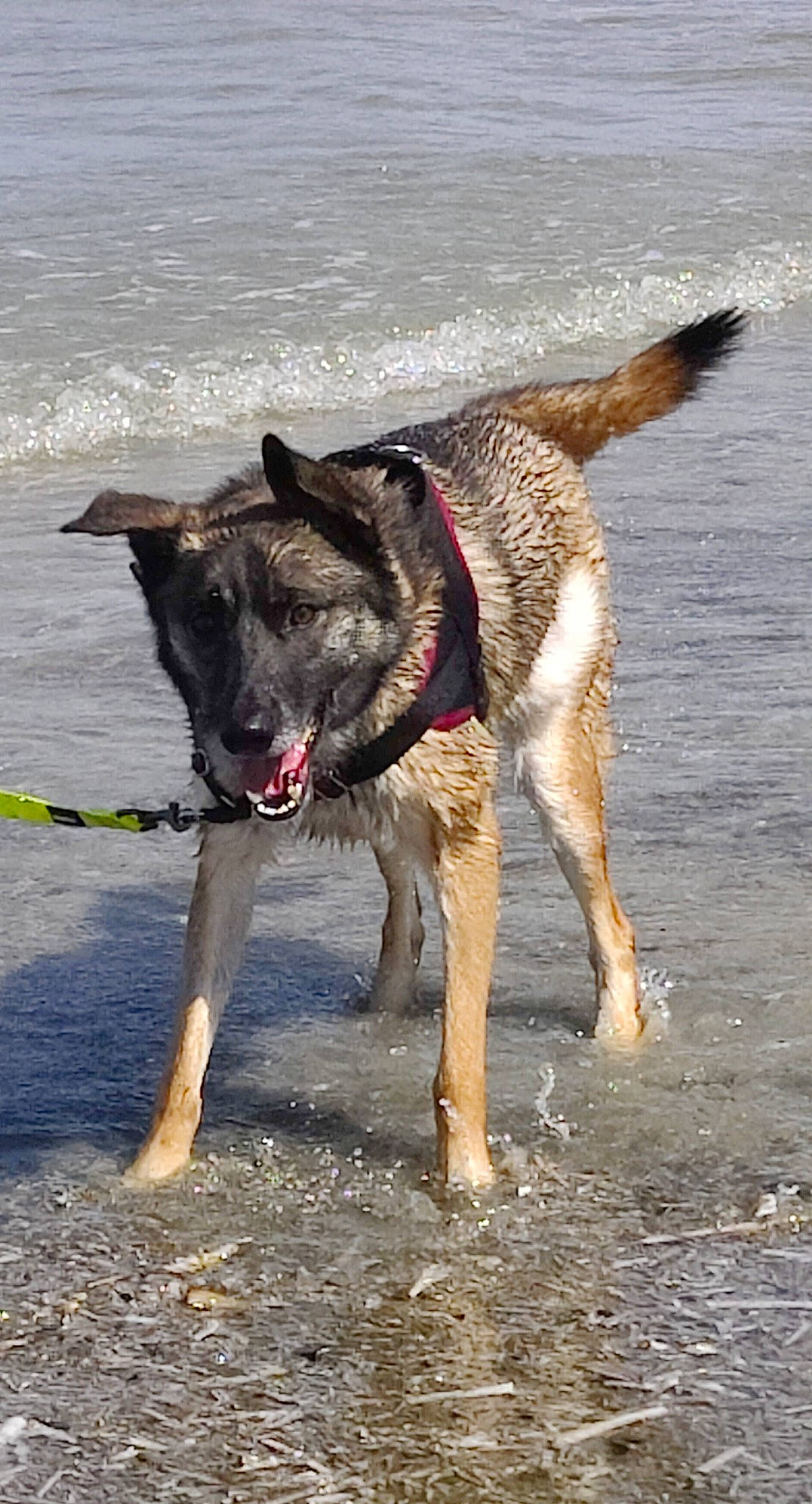 Gamin participe au concours pour gagner de l'argent avec cette photo : beach, carnivore, collar, dog, dog_breed, dog_supply, herding_dog, ocean, pack_animal, sporting_group, terrestrial_animal, water, wave, wind_wave, working_animal, working_dog