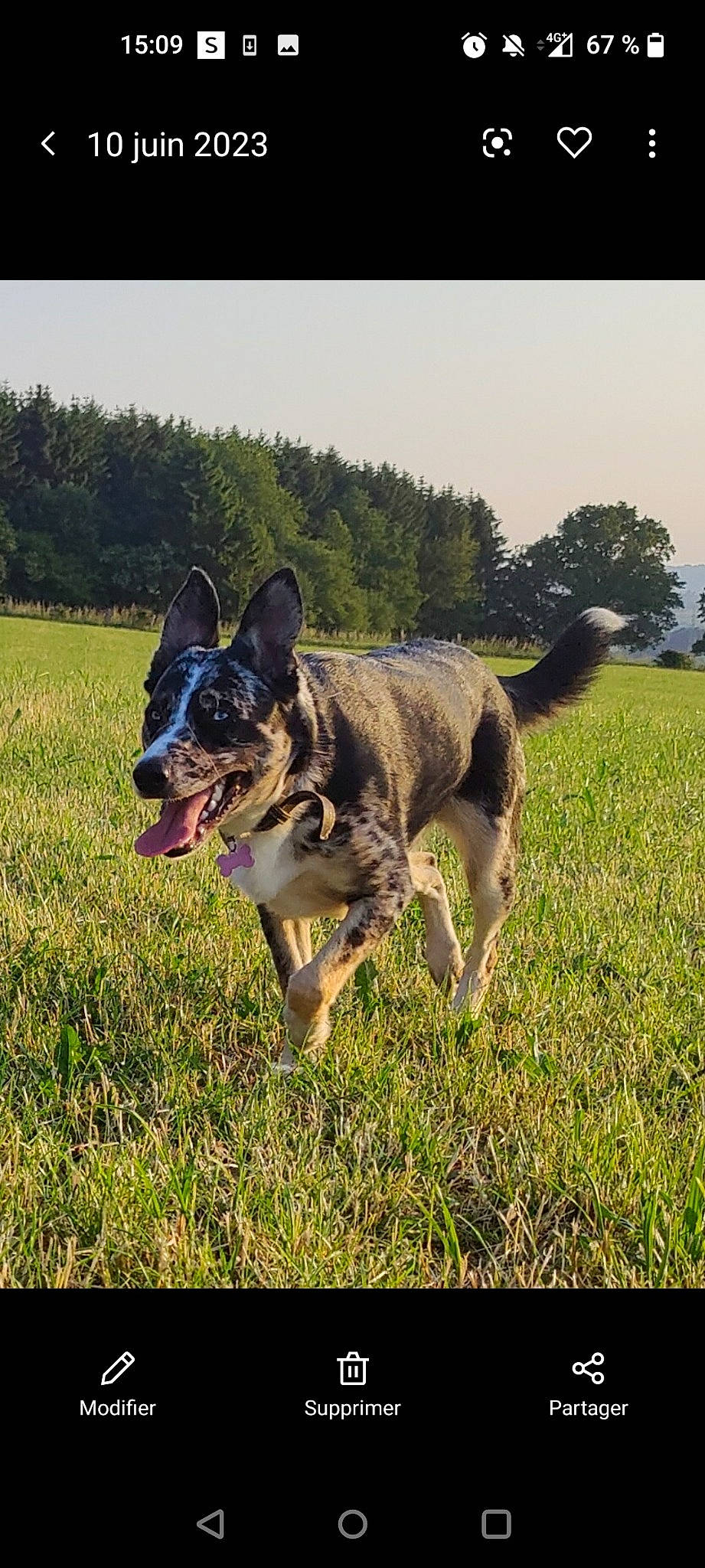 Trachka a rejoint le concours — aidez-le/la à gagner de superbes lots ! canidae, carnivore, collar, companion_dog, dog, dog_breed, dog_supply, german_shepherd_dog, grass, grassland, herding_dog, leash, plant, recreation, sky, sporting_group, tail, tree, working_animal, working_dog