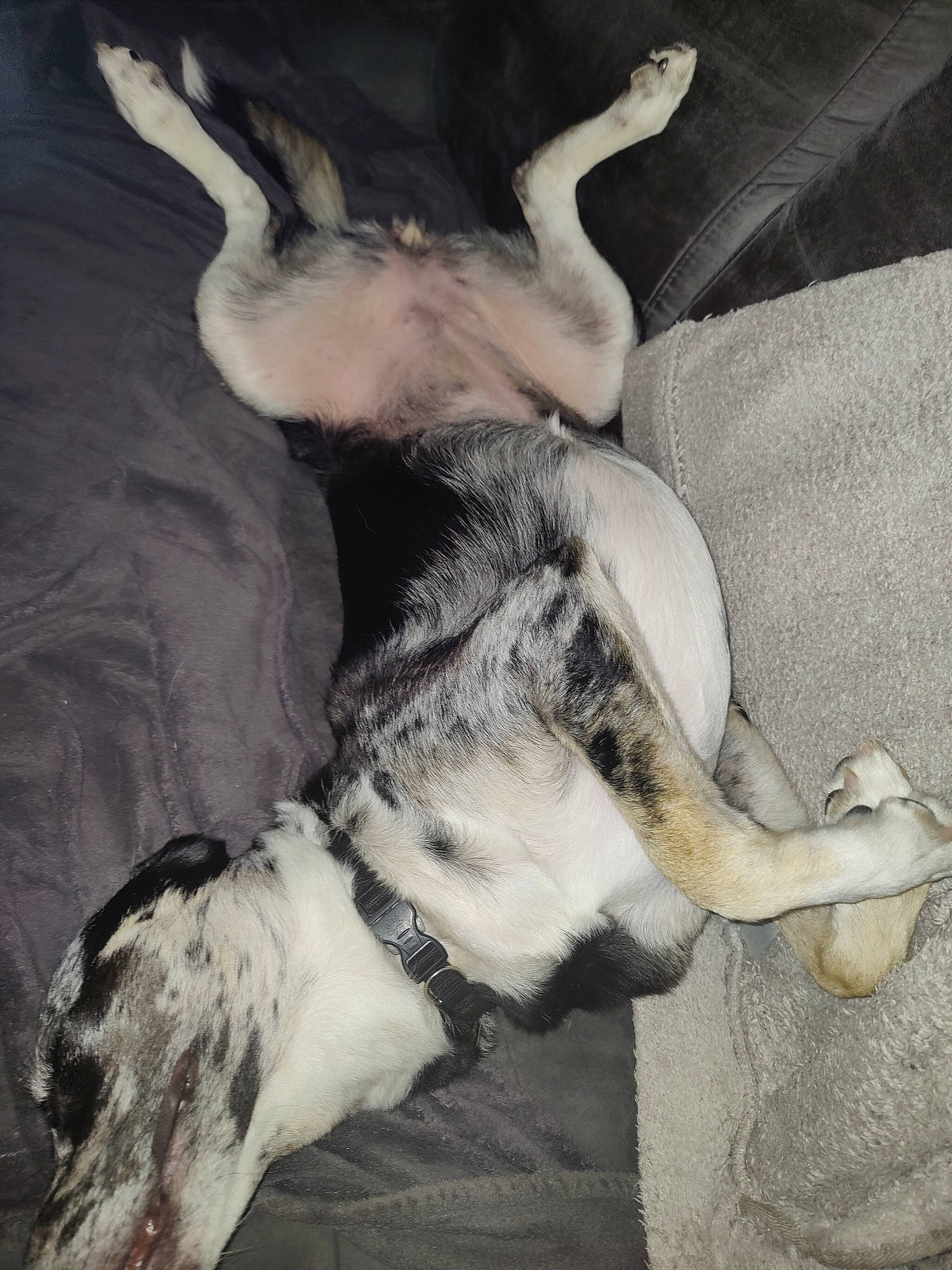 Trachka participe au concours pour gagner de l'argent avec cette photo : art, canidae, carnivore, comfort, companion_dog, couch, dog, dog_breed, fawn, fur, grey, guard_dog, human_leg, monochrome, monochrome_photography, paw, sporting_group, tail, whiskers, working_animal