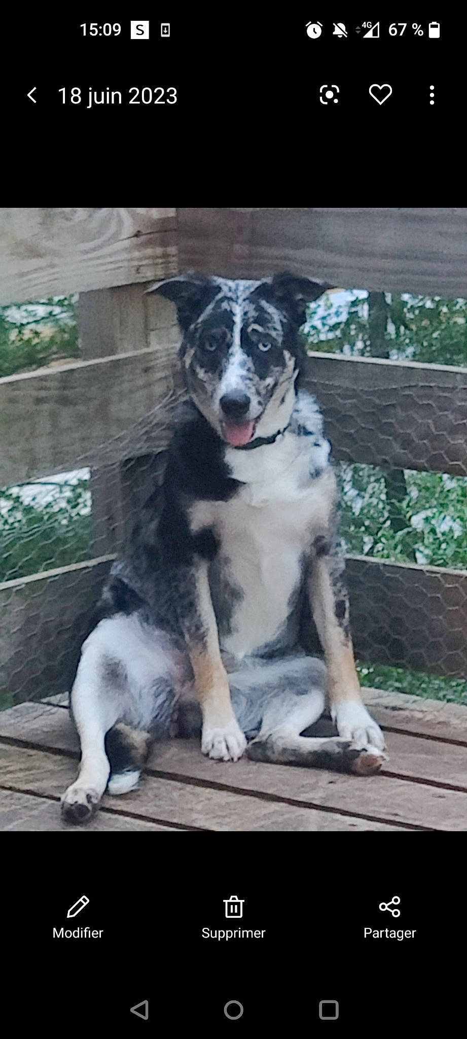 Trachka a rejoint le concours — aidez-le/la à gagner de superbes lots ! canidae, carnivore, companion_dog, dog, dog_breed, fence, guard_dog, herding_dog, plant, recreation, snout, sporting_group, working_animal, working_dog