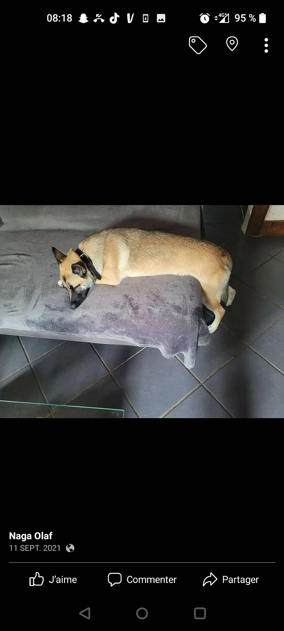 Saga participe au concours pour gagner de l'argent avec cette photo : canidae, carnivore, comfort, companion_dog, dog, dog_breed, dog_supply, fawn, flooring, fur, nap, non_sporting_group, paw, pet_supply, puppy, snout, sporting_group, square, tail, tints_and_shades