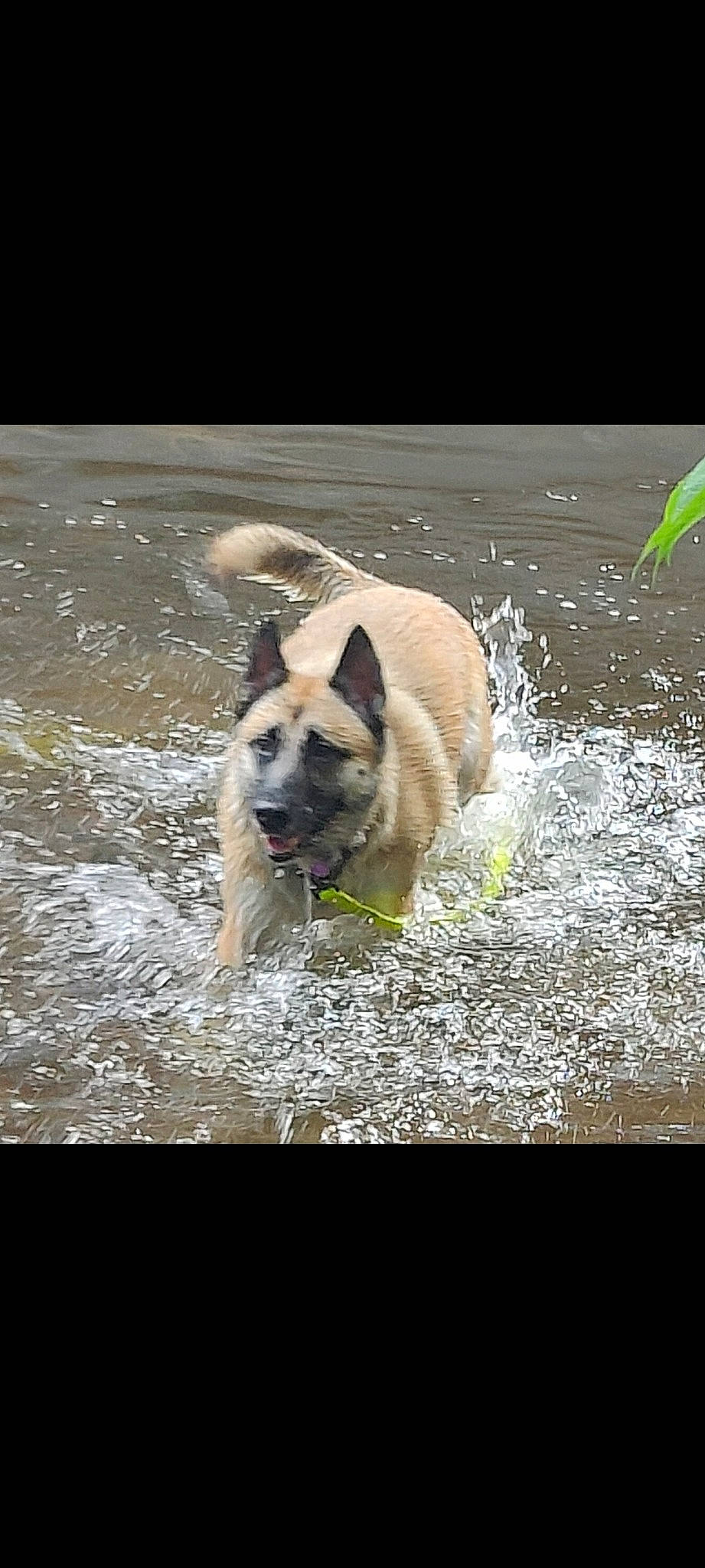 Saga a rejoint le concours — aidez-le/la à gagner de superbes lots ! ancient_dog_breeds, canidae, canis, carnivore, companion_dog, dog, dog_breed, fawn, herding_dog, non_sporting_group, pet_supply, snout, sporting_group, tail, terrestrial_animal, water, wildlife, working_animal, working_dog