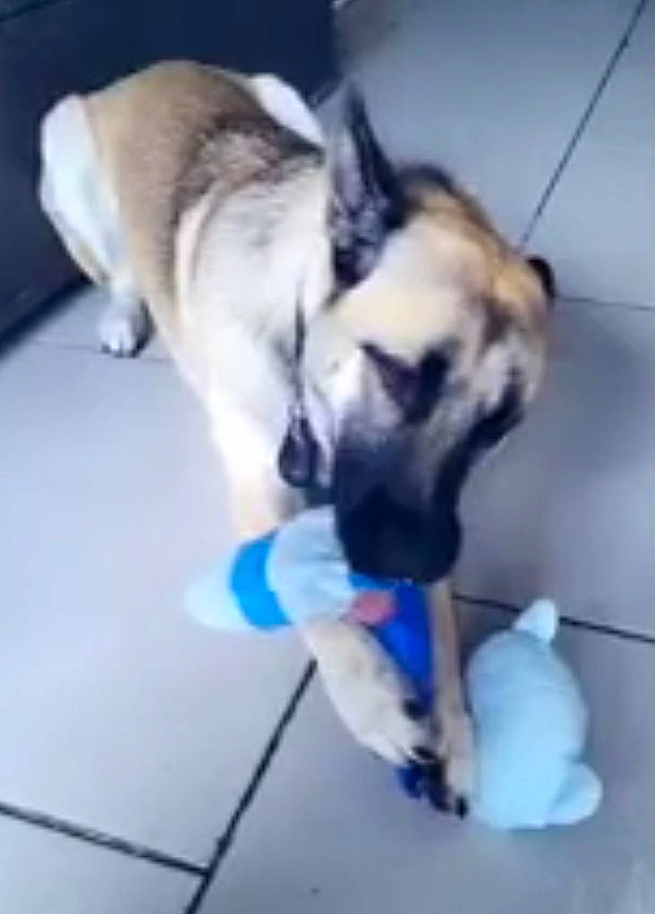 Saga a rejoint le concours — aidez-le/la à gagner de superbes lots ! canidae, carnivore, companion_dog, dog, dog_breed, dog_collar, dog_supply, electric_blue, fawn, flooring, fur, non_sporting_group, paw, pet_supply, snout, sporting_group, tail, toy_dog, working_animal, working_dog