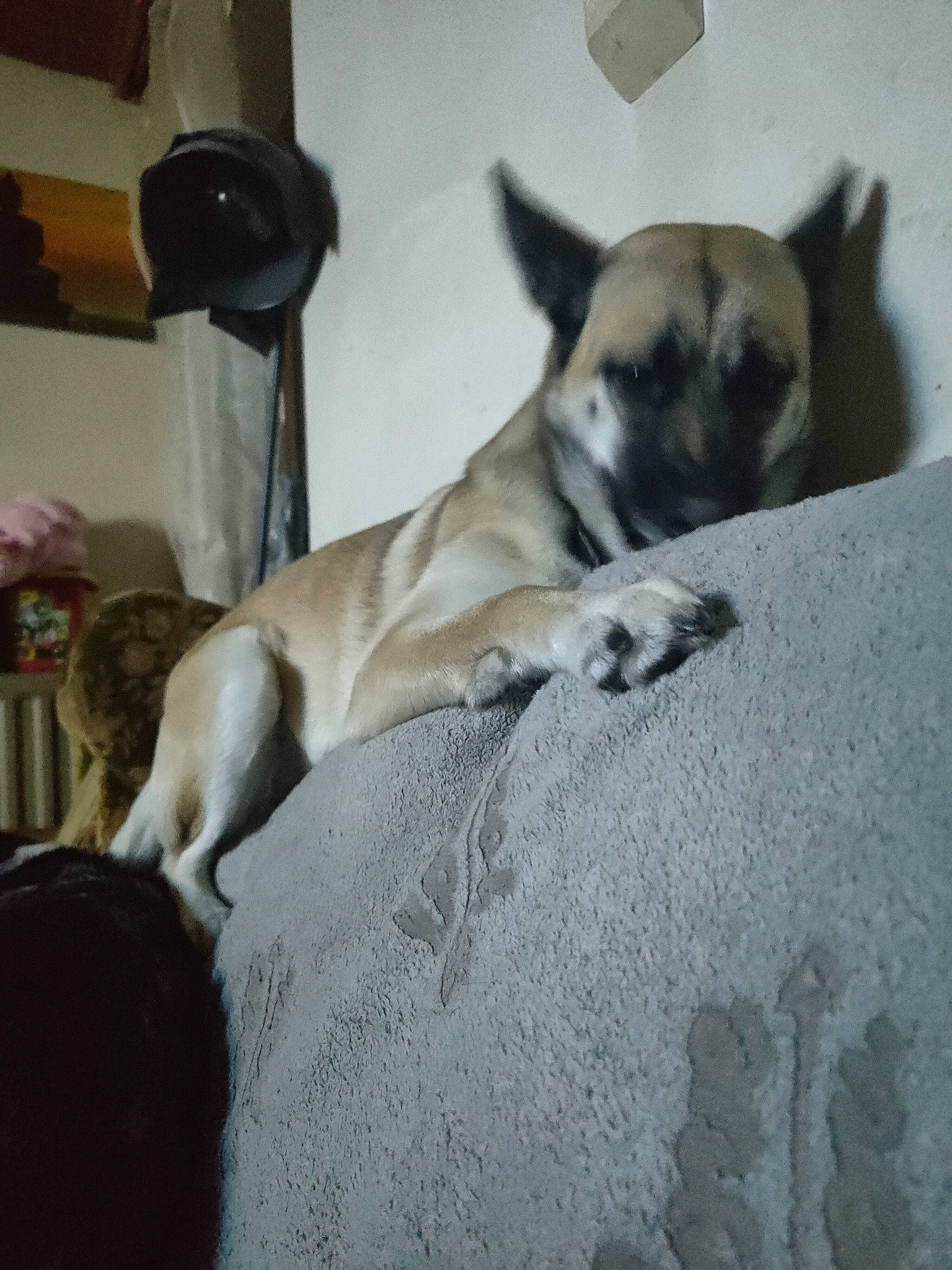 Saga participe au concours pour gagner de l'argent avec cette photo : bedding, carnivore, comfort, companion_dog, dog, dog_breed, dog_supply, fawn, flooring, fur, linens, nap, non_sporting_group, paw, room, sporting_group, tail, terrestrial_animal, whiskers, working_animal