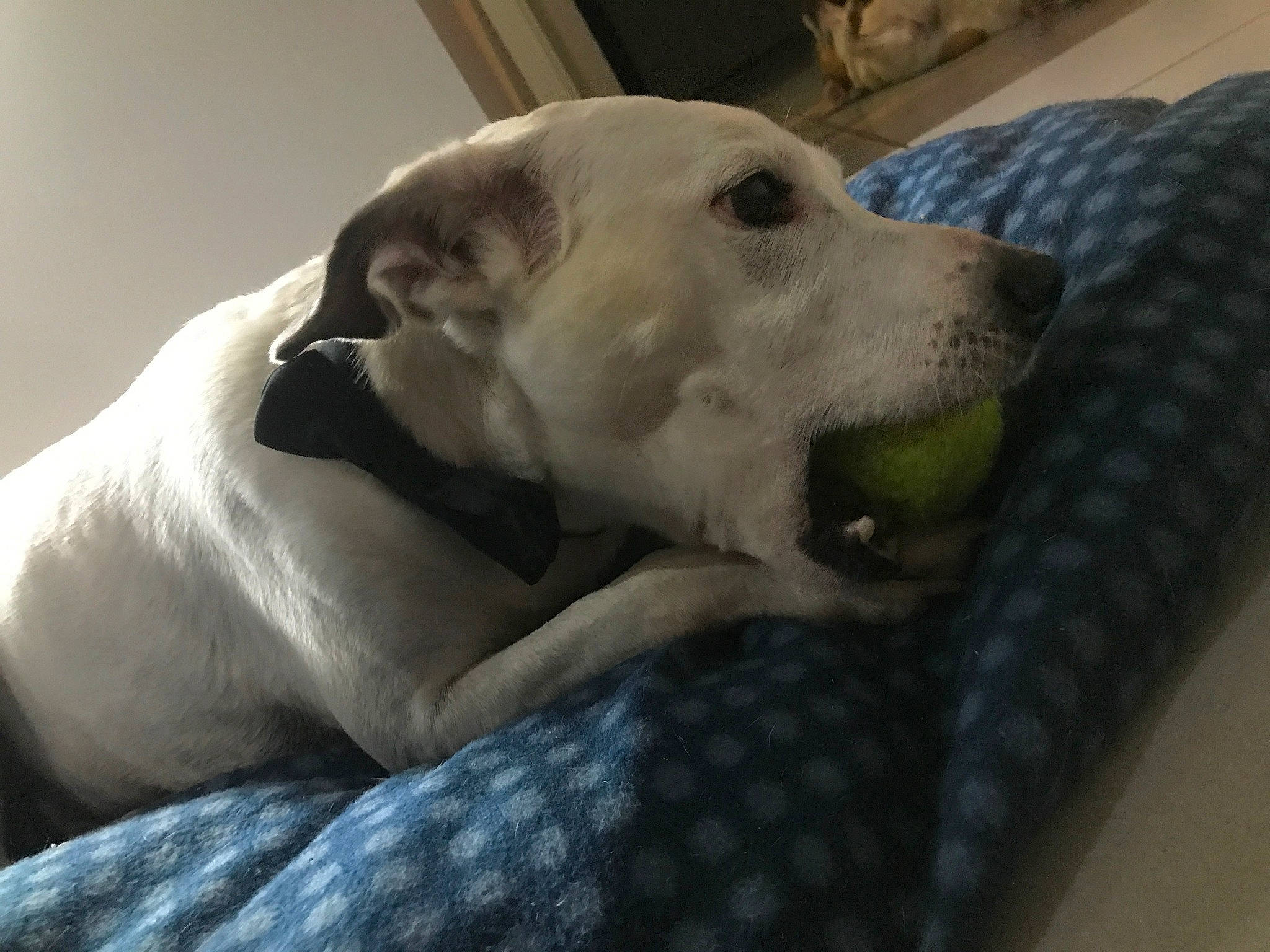 Poly joined the competition — help win amazing prizes! canidae, carnivore, companion_dog, dog, dog_breed, dogo_argentino, fawn, labrador_retriever, mammal, retriever, snout, sporting_group, vertebrate, whiskers